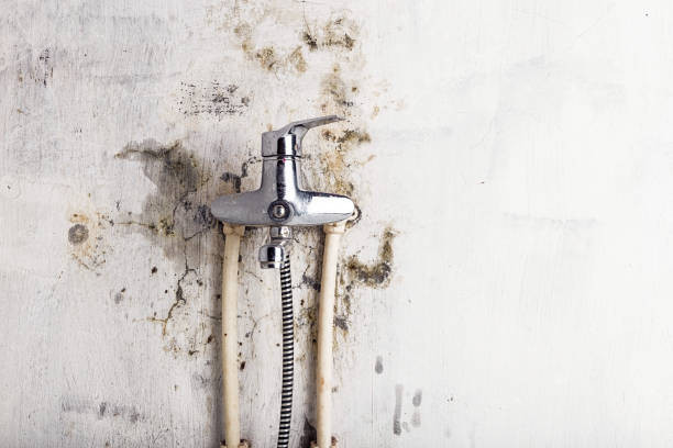 Best Toxic Mold Removal  in Woodstock, VA