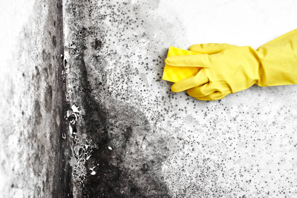 Best Best Mold Removal Companies  in Woodstock, VA