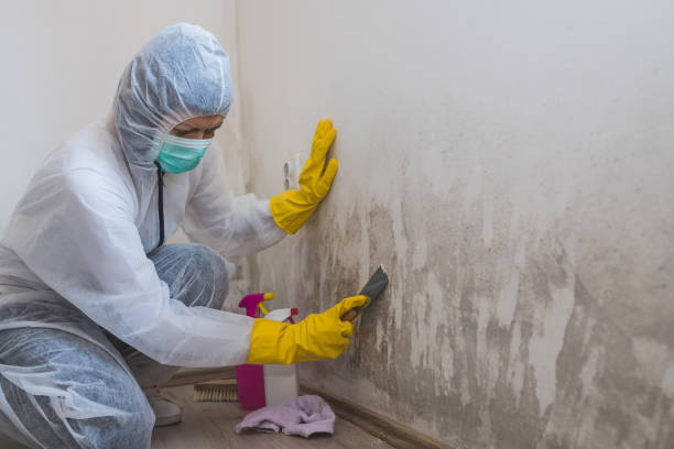 Best Mold Testing  in Woodstock, VA