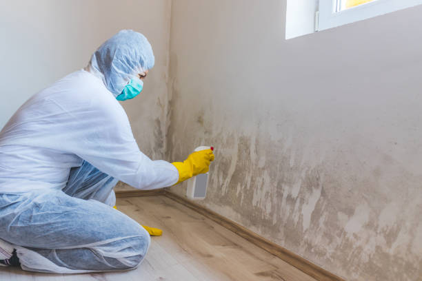 Best Black Mold Removal  in Woodstock, VA