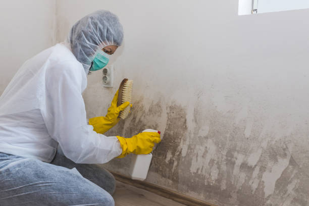 Best Office Mold Removal Services  in Woodstock, VA