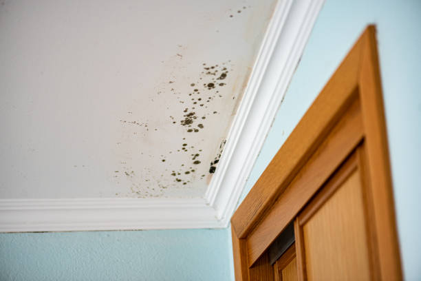 Best Certified Mold Removal  in Woodstock, VA