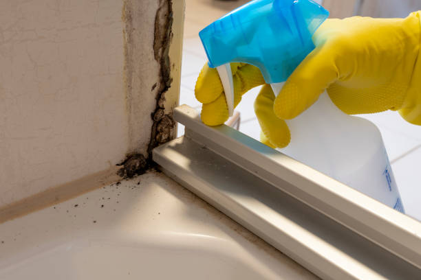 Best Mold Remediation Services  in Woodstock, VA