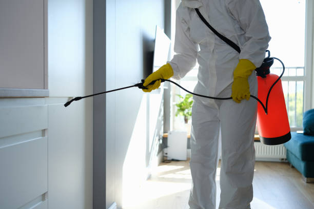 Best Mold Removal Near Me  in Woodstock, VA