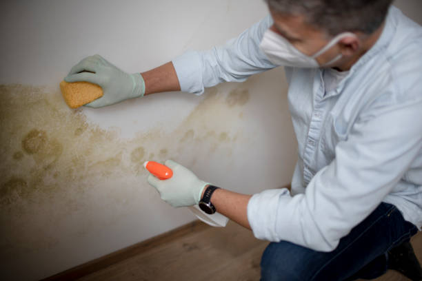 Best Toxic Mold Removal  in Woodstock, VA