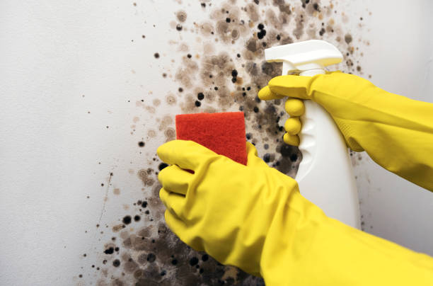 Professional Mold Removal in Woodstock, VA