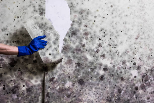 Best Mold Cleaning Services  in Woodstock, VA