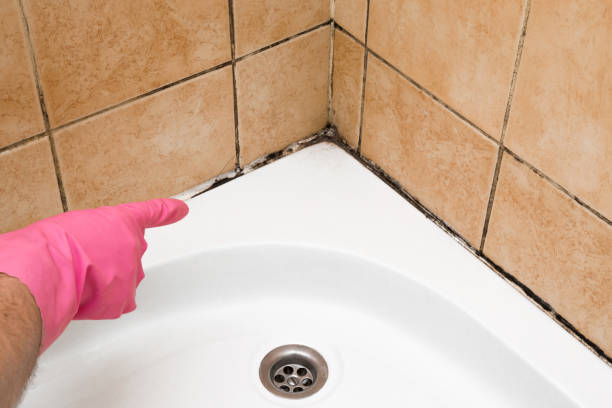 Best Mold Damage Repair  in Woodstock, VA