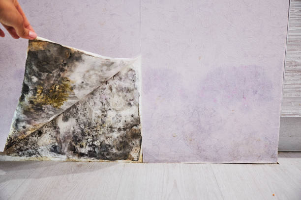 Best Mold Removal and Inspection  in Woodstock, VA